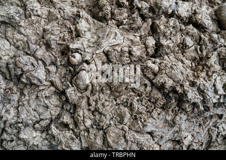 Trocknen ungleichmäßig Rinde eines alten Baumes. Stockfoto