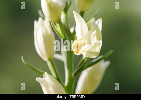 Weiße Waldvögelein (Cephalanthera damasonium) in Blume auf Wolstonbury - South Downs, West Sussex Stockfoto