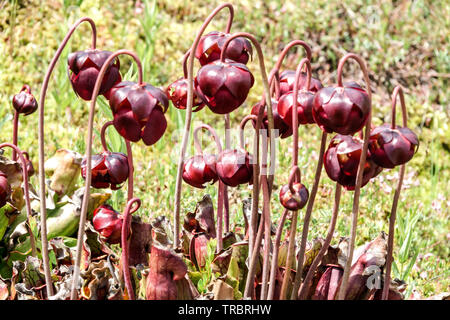 Sarracenia purpurea Blumen, Lila Kannenpflanze Stockfoto