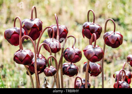 Sarracenia purpurea Blumen, Kannenpflanze Stockfoto