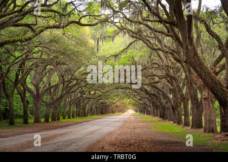 Die eine Meile Live Oak gesäumten Straße am Wormsloe Plantation, Savannah, Georgia Stockfoto