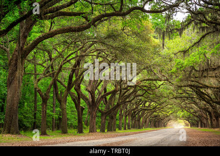 Die eine Meile Live Oak gesäumten Straße am Wormsloe Plantation, Savannah, Georgia Stockfoto