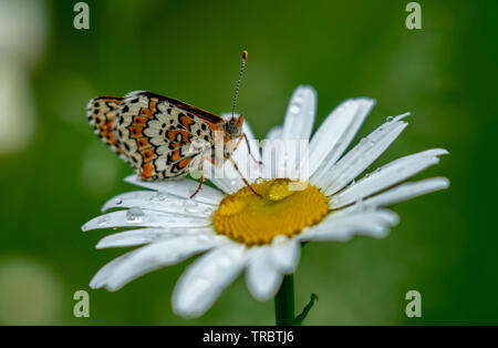 Schöner Schmetterling sitzt auf einem Daisy Flower im Regen fällt auf ein verschwommenes grün hinterlegt. Stockfoto