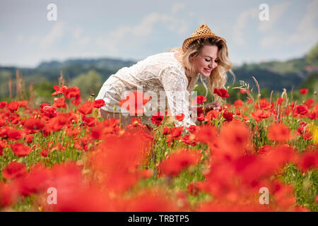 Blonde Frau Blumen pflücken in der poppie fild Stockfoto