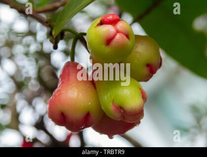 Syzygium aqueum, Wasser Guave Stockfoto