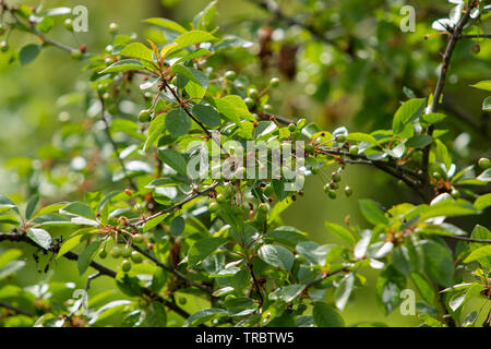 Cherry Tree am Anfang des Sommers mit unreifen Beeren auf dem Baum. Green cherry Beeren und grünen Blättern. Stockfoto