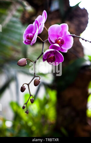 Orchidee. Farbenprächtige Orchideen in Blüte. Blühende Orchidee in orchidarium. Stockfoto