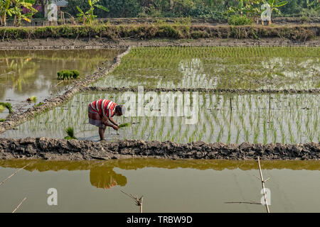 Pflanzung von Reis im ländlichen Bangladesch. Stockfoto