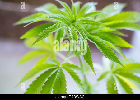 Cannabis Sativa, Werk, Marihuana Stockfoto