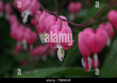 Nahaufnahme der Blume eines blutenden Herzens (Lamprocapnos spectabilis) in einem Glebe-Garten, Frühsommer, Ottawa, Ontario, Kanada. Stockfoto