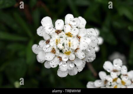 Candytuft (Iberis sempervirens) Blumen in einer regnerischen Glebe Garten, Frühsommer 2019, Ottawa, Ontario, Kanada. Stockfoto