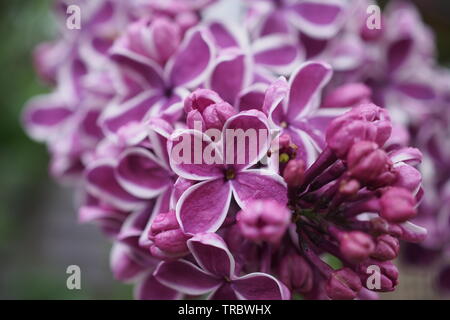 Detail eines 'Sensation' Flieder (Syringa vulgaris) Sensation Blüte in einem Glebe Garten wachsenden, Frühsommer 2019, Ottawa, Ontario, Kanada. Stockfoto