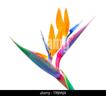 Paradiesvogel Blume Nahaufnahme isoliert auf einem weißen Hintergrund Stockfoto
