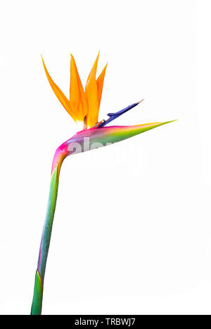 Paradiesvogel Blume Nahaufnahme isoliert auf einem weißen Hintergrund Stockfoto