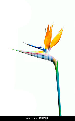 Paradiesvogel Blume Nahaufnahme isoliert auf einem weißen Hintergrund Stockfoto
