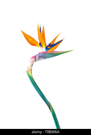 Paradiesvogel Blume Nahaufnahme isoliert auf einem weißen Hintergrund Stockfoto