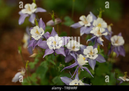 Kolorado blaue Akelei (Aquilegia coerulea in der Familie der Ranunculaceae) blühen im Frühjahr in Boston, Massachusetts, USA. Stockfoto