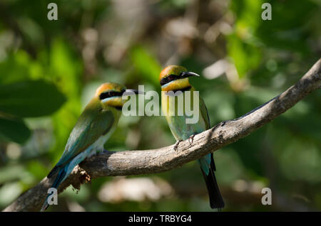 Rainbow Bienenfresser thront über dem Yellow Water Billabong, Kakadu, Australien Stockfoto