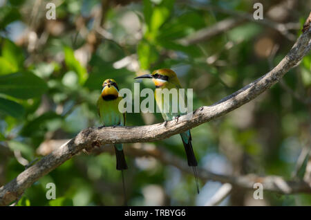 Rainbow Bienenfresser thront über dem Yellow Water Billabong, Kakadu, Australien Stockfoto