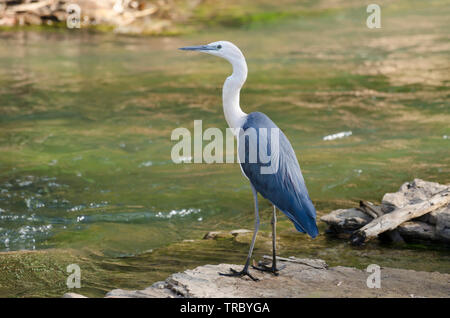 Weiß necked Reiher stehend am Ufer des Flusses, Angeln, Katherine, NT, Australien Stockfoto