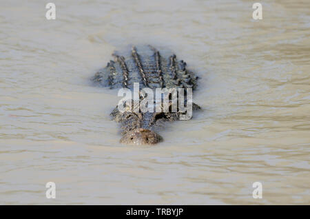 Salzwasserkrokodil bei Cahills Crossing, das geduldig auf Fische wartet, um über den Causeway, Kakadu, Northern Territory, Australien, zu schwimmen Stockfoto