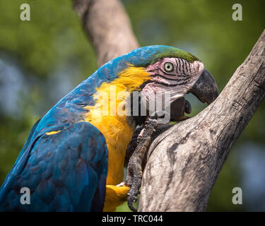 Die blau-gelbe Ara Stockfoto