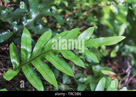 Microsorum pustulatum ist eine epiphytisch Farn in Australien und Neuseeland. Stockfoto