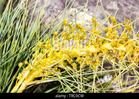 Aciphylla Ferox - Heftige Curculionidae, Taramea, erbitterten Spanier Stockfoto