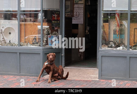 Boston, Massachusetts - Mai 23, 2019: Gasse in Beacon Hill, ein Hund im Schaufenster sitzen Stockfoto