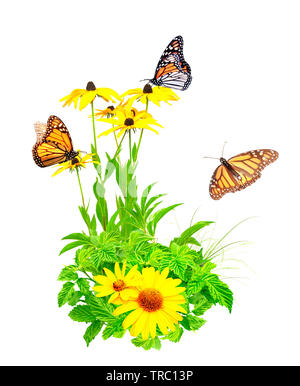 Sommer Blumen, grünen Blätter und Monarchfalter (Danaus plexippus, Nymphalidae). Auf weissem Hintergrund Stockfoto