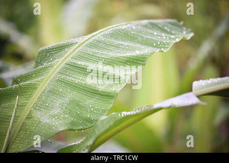Banana leaf mit Wasser nach dem Regen Natur grüner Hintergrund Stockfoto
