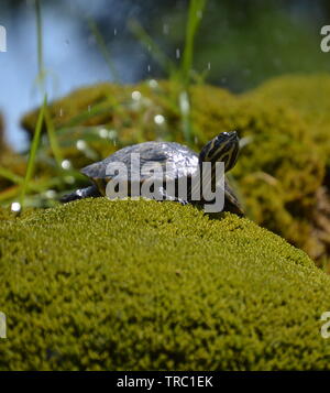 Šibenik Attraktion, yellow bellied Slider turtle erfrischenden Brunnen in der Stadt Stockfoto