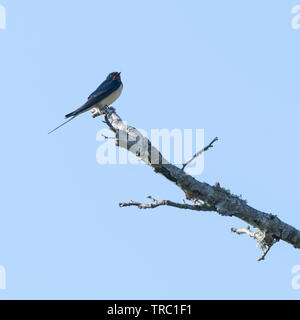 Rauchschwalbe, Hirund rustica, sitzen auf einem Ast von einem blauen Himmel Stockfoto