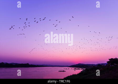 Silhouette Sonnenuntergang Fluss Abend mit Flock fliegende Vögel über dem purple sky/Mekong Sonnenuntergang Asien Stockfoto