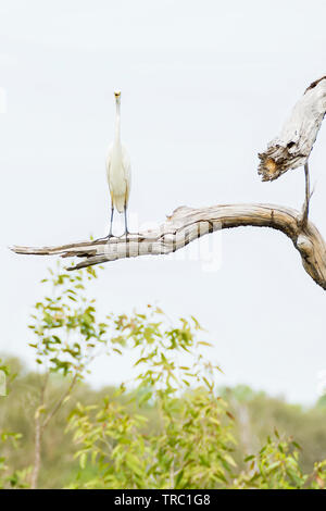 Lustige Bild von egret Vogel auf einem hohen Ast in Kamera, Kakadu National Park, Australien Stockfoto