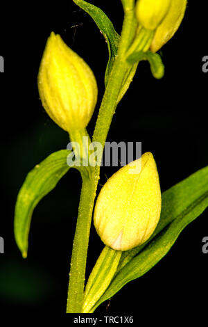 Weiße Helleborine, Orchideen Deutschlands Stockfoto