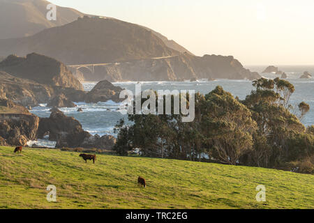 Fernsicht auf Bibxy Brücke und der wunderschönen Küste von Big Sur eine Ranch mit Vieh weiden auf grünem Gras. - Big Sur, Kalifornien, USA Stockfoto