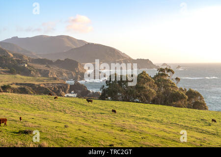 Fernsicht auf Bibxy Brücke und der wunderschönen Küste von Big Sur eine Ranch mit Vieh weiden auf grünem Gras. - Big Sur, Kalifornien, USA Stockfoto