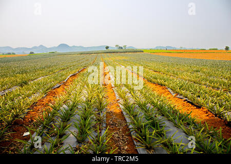 Landschaft von Ananas Plantagen in Tam Diep, Ninh Binh, Vietnam Stockfoto