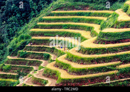 Schöne Sicht auf Reifen Reisterrassen in Y-Ty, Vietnam in der Erntezeit. Stockfoto