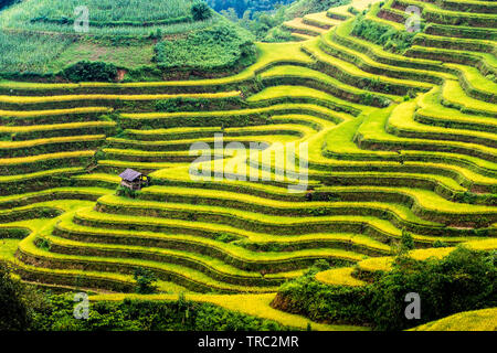 Schöne Sicht auf Reifen Reisterrassen in Y-Ty, Vietnam in der Erntezeit. Stockfoto