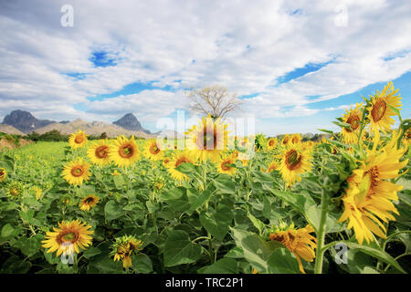 Sonnenblume auf Feld mit der schönen Natur. Stockfoto