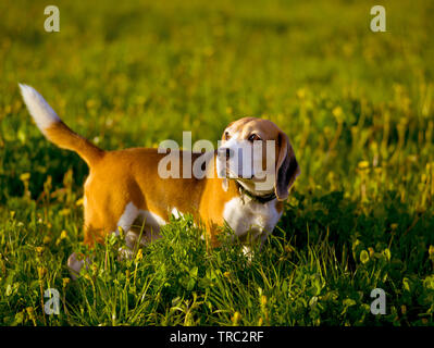 Beagle Jagdhund steht auf einem Hintergrund von grünem Gras, Abend, Sonnenlicht, Feld, Frühling, Sommer, Herbst Stockfoto