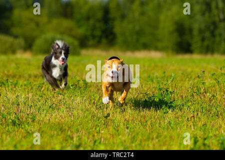 Hund in der Krippe. Sommer. Schlendern. Feld. Heu. Hund. Natur. Border Collie und der Staffordshire Terrier sind zu Fuß in das Feld Stockfoto