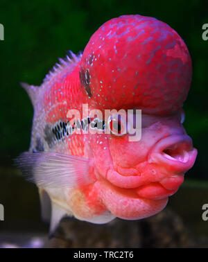 Bunte rote enrage Fisch pet cichlid Männlich schönen flowerhorn swimming Fish Tank unterwasser Aquarium Stockfoto