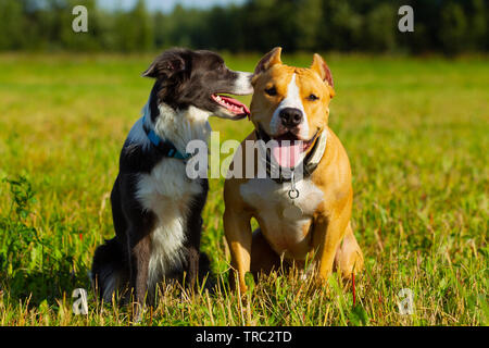 Hund in der Krippe. Sommer. Schlendern. Feld. Heu. Hund. Natur. Border Collie und der Staffordshire Terrier sind zu Fuß in das Feld Stockfoto