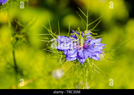 Nahaufnahme der zerlumpte Dame Blumen (Lat.: Nigella Damascena, Familie der Hahnenfussgewächse). Damascenine ist ein toxisches Alkaloid, in der die Samen von gefunden werden kann. Stockfoto