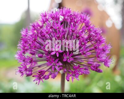 Lila Allium Blume Nahaufnahme Stockfoto