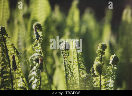 Polypodium vulgare Farn Pflanze die Gemeinsame polypody Nahaufnahme Stockfoto