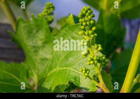 Knospen von Vitis vinifera mit frischen grünen Blätter Stockfoto